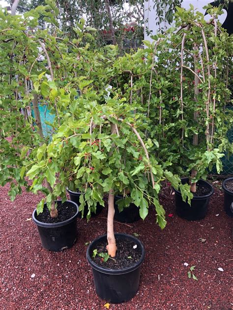 weeping mulberry tree bunnings.